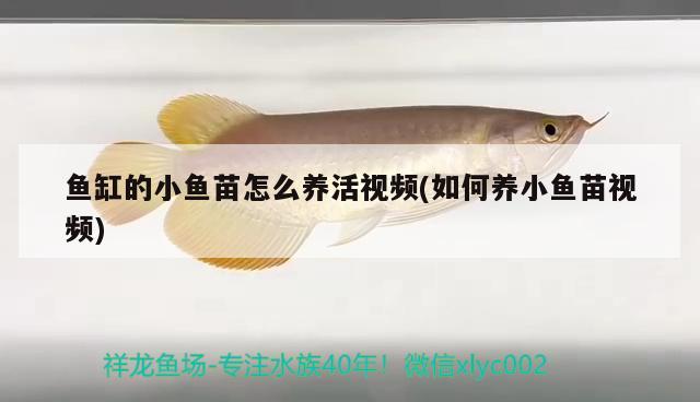 魚缸的小魚苗怎么養(yǎng)活視頻(如何養(yǎng)小魚苗視頻) 黃金夢幻雷龍魚