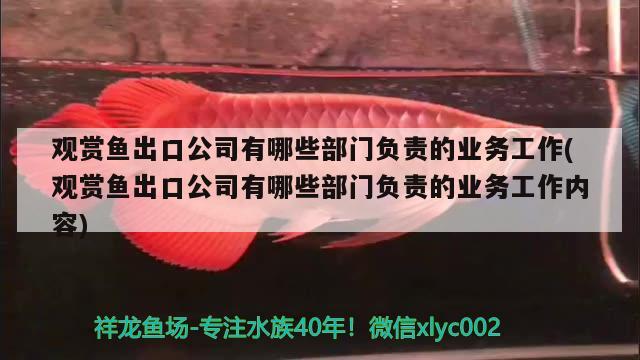 鯛魚觀賞魚是熱帶魚嗎（彩虹鯛魚屬于什么魚） 斑馬鴨嘴魚苗 第2張