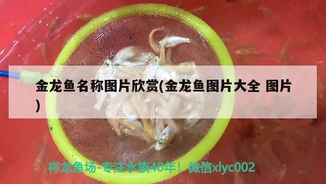 金龍魚名稱圖片欣賞(金龍魚圖片大全圖片) 潛水泵