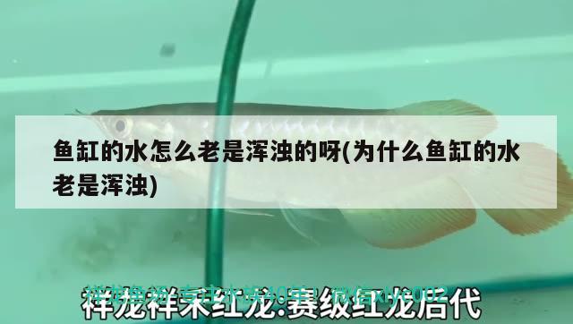 魚缸的水怎么老是渾濁的呀(為什么魚缸的水老是渾濁) 丹頂錦鯉魚