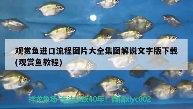 觀賞魚進口流程圖片大全集圖解說文字版下載(觀賞魚教程) 觀賞魚進出口