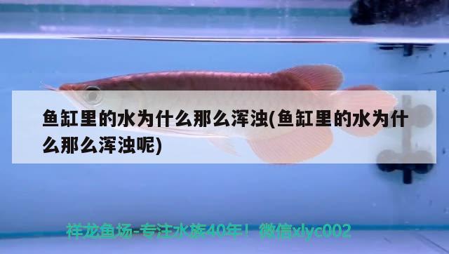 魚缸里的水為什么那么渾濁(魚缸里的水為什么那么渾濁呢)