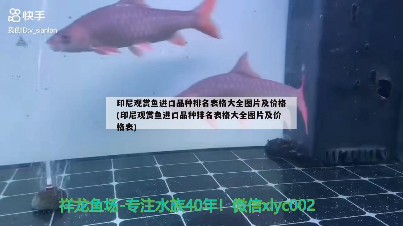 印尼觀賞魚進(jìn)口品種排名表格大全圖片及價(jià)格(印尼觀賞魚進(jìn)口品種排名表格大全圖片及價(jià)格表)