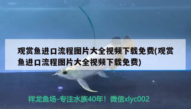 觀賞魚(yú)進(jìn)口流程圖片大全視頻下載免費(fèi)(觀賞魚(yú)進(jìn)口流程圖片大全視頻下載免費(fèi))