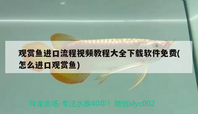 觀賞魚(yú)進(jìn)口流程視頻教程大全下載軟件免費(fèi)(怎么進(jìn)口觀賞魚(yú)) 觀賞魚(yú)進(jìn)出口