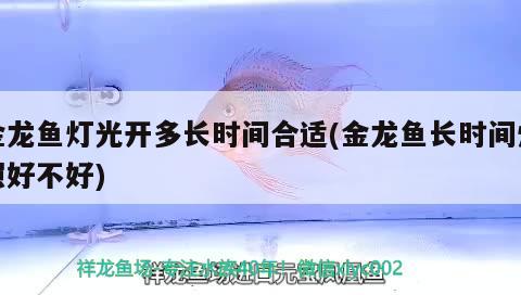 金龍魚燈光開多長(zhǎng)時(shí)間合適(金龍魚長(zhǎng)時(shí)間燈照好不好)