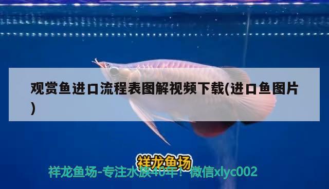 觀賞魚進(jìn)口流程表圖解視頻下載(進(jìn)口魚圖片) 觀賞魚進(jìn)出口 第2張