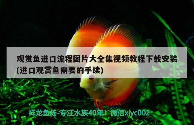 觀賞魚進口流程圖片大全集視頻教程下載安裝(進口觀賞魚需要的手續(xù)) 觀賞魚進出口