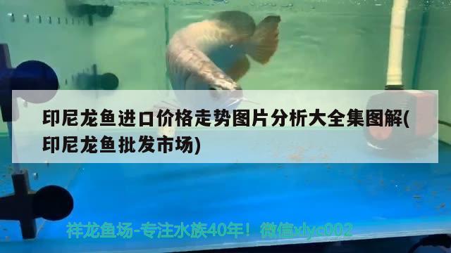 魚缸凈水劑使用方法圖片視頻（魚缸凈水劑多少錢一瓶） 魚缸等水族設(shè)備