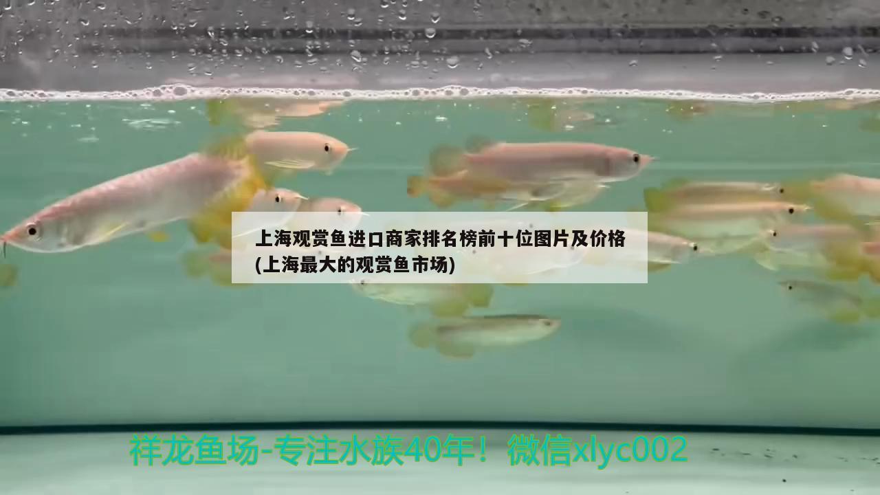 餓虎撲食 虎紋銀版魚 第2張