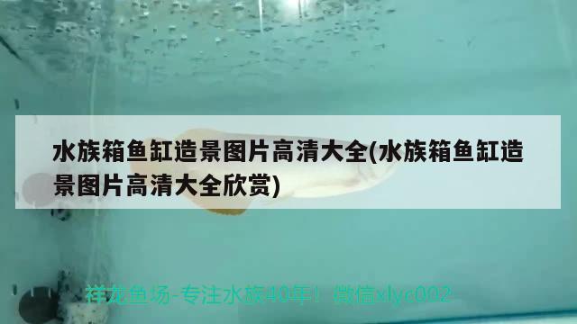 深圳 魚缸造景（山石空間裝飾） 白子金龍魚 第1張