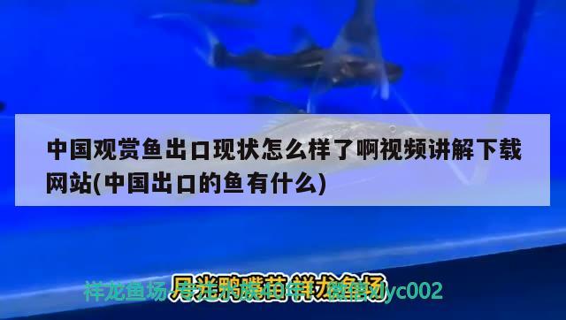 中國觀賞魚出口現(xiàn)狀怎么樣了啊視頻講解下載網(wǎng)站(中國出口的魚有什么)