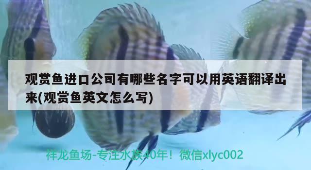 觀賞魚進(jìn)口公司有哪些名字可以用英語翻譯出來(觀賞魚英文怎么寫) 觀賞魚進(jìn)出口