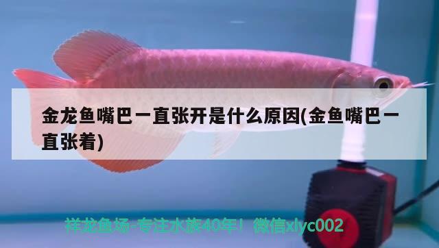 金龍魚嘴巴一直張開是什么原因(金魚嘴巴一直張著) 白化巴西龜（白巴）