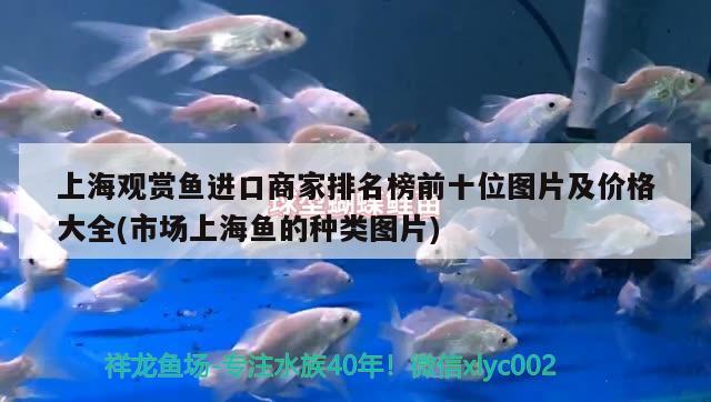 上海觀賞魚進口商家排名榜前十位圖片及價格大全(市場上海魚的種類圖片)