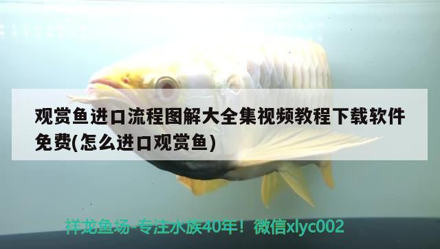 觀賞魚進口流程圖解大全集視頻教程下載軟件免費(怎么進口觀賞魚)