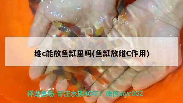 維c能放魚缸里嗎(魚缸放維C作用) 祥龍魚場 第3張