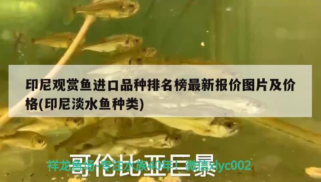 印尼觀賞魚進口品種排名榜最新報價圖片及價格(印尼淡水魚種類)