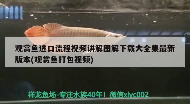 觀賞魚進口流程視頻講解圖解下載大全集最新版本(觀賞魚打包視頻) 觀賞魚進出口 第2張