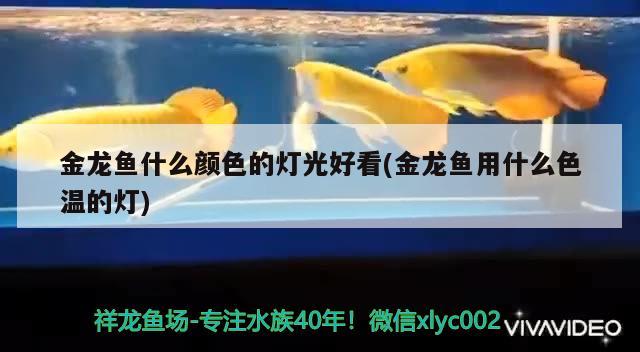 金龍魚什么顏色的燈光好看(金龍魚用什么色溫的燈) 泰國虎魚