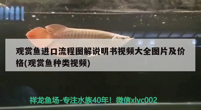 為什么養(yǎng)龍魚不能造景物（龍魚掉眼是怎么回事，您的龍魚掉眼了嗎）