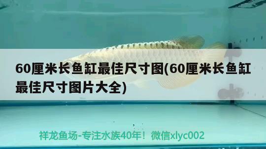 60厘米長魚缸最佳尺寸圖(60厘米長魚缸最佳尺寸圖片大全) 錦鯉池魚池建設(shè)