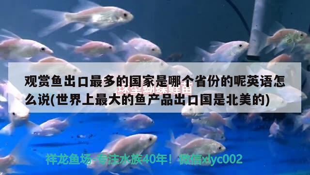 觀賞魚出口最多的國家是哪個省份的呢英語怎么說(世界上最大的魚產(chǎn)品出口國是北美的) 觀賞魚進(jìn)出口