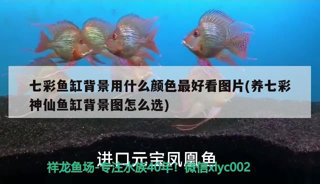 七彩魚缸背景用什么顏色最好看圖片(養(yǎng)七彩神仙魚缸背景圖怎么選) 七彩神仙魚