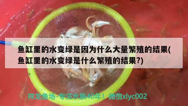 原生魚缸造景效果圖大全圖片（60cm原生溪流缸造景鋪什么砂） 觀賞魚百科 第2張