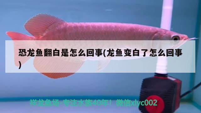 恐龍魚翻白是怎么回事(龍魚變白了怎么回事)