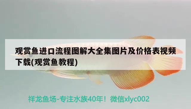 觀賞魚進口流程圖解大全集圖片及價格表視頻下載(觀賞魚教程)