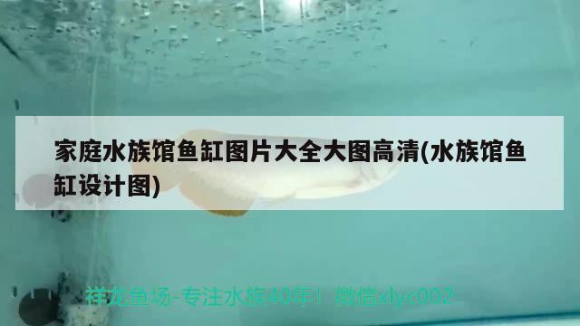 家庭水族館魚缸圖片大全大圖高清(水族館魚缸設計圖) 高背金龍魚