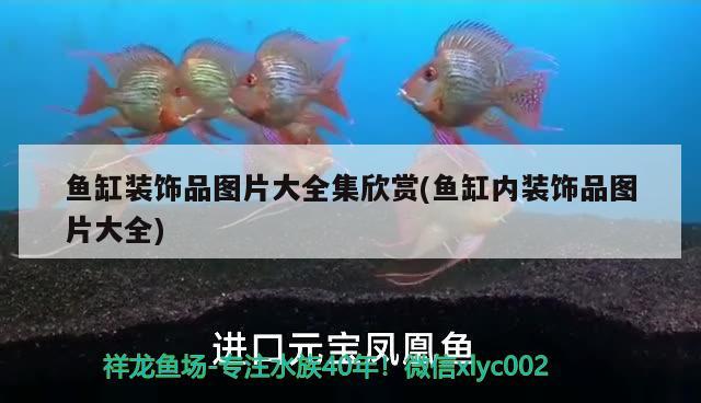 芳村花鳥(niǎo)魚(yú)蟲(chóng)新世界怎么樣廣州芳村花鳥(niǎo)魚(yú)蟲(chóng)新世界怎么樣，廣州芳村花鳥(niǎo)魚(yú)蟲(chóng)大世界 龍鳳鯉魚(yú) 第3張