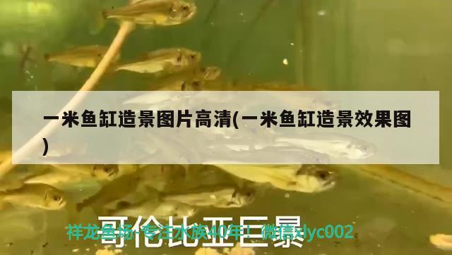 一米魚(yú)缸造景圖片高清(一米魚(yú)缸造景效果圖) 泰龐海蓮魚(yú)