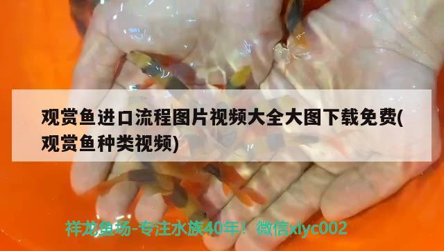 觀賞魚(yú)進(jìn)口流程圖片視頻大全大圖下載免費(fèi)(觀賞魚(yú)種類(lèi)視頻)