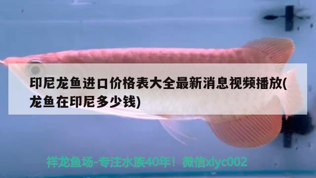 印尼龍魚進(jìn)口價(jià)格表大全最新消息視頻播放(龍魚在印尼多少錢) 觀賞魚進(jìn)出口