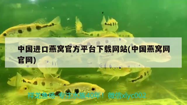 洛陽水族批發(fā)市場在哪里呀幾點開門?。尻査a(chǎn)市場在哪里） 創(chuàng)寧水族