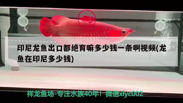 印尼龍魚出口都絕育嘛多少錢一條啊視頻(龍魚在印尼多少錢) 觀賞魚進出口