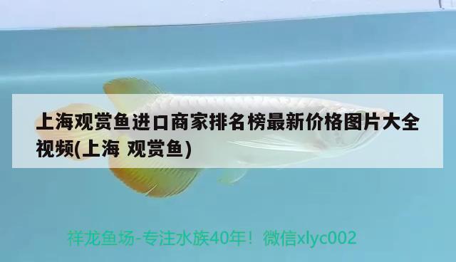 上海觀賞魚進口商家排名榜最新價格圖片大全視頻(上海觀賞魚) 觀賞魚進出口