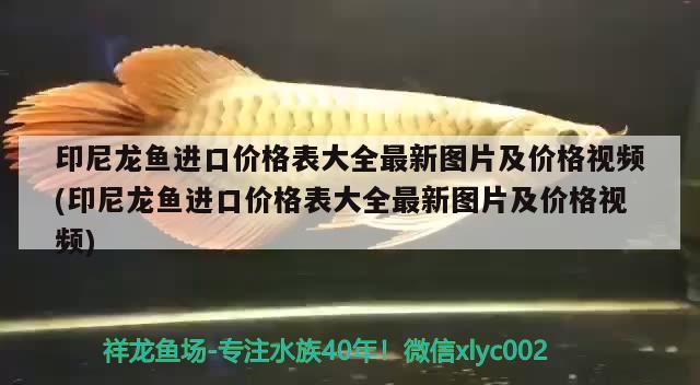 印尼龍魚(yú)進(jìn)口價(jià)格表大全最新圖片及價(jià)格視頻(印尼龍魚(yú)進(jìn)口價(jià)格表大全最新圖片及價(jià)格視頻) 觀賞魚(yú)進(jìn)出口