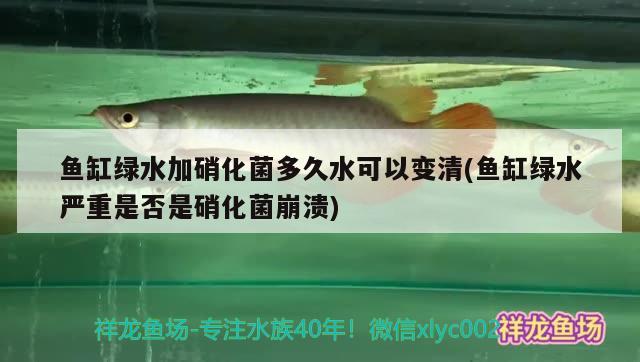 印尼觀賞魚進口品種大全圖解視頻下載軟件安裝(印尼有哪些魚)