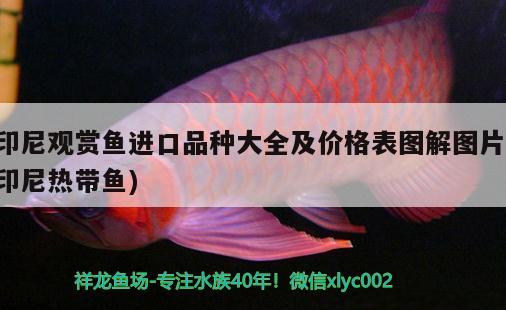 印尼觀賞魚進口品種大全及價格表圖解圖片(印尼熱帶魚) 觀賞魚進出口