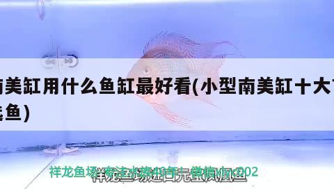 南美缸用什么魚缸最好看(小型南美缸十大首選魚)