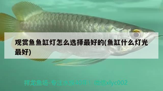 德州金龍魚工廠具體在哪個(gè)位置啊視頻介紹（金龍魚廠址在哪里） 狗頭魚 第3張