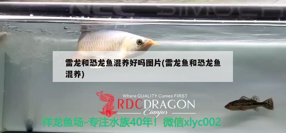 雷龍和恐龍魚混養(yǎng)好嗎圖片(雷龍魚和恐龍魚混養(yǎng)) 狗仔招財貓魚