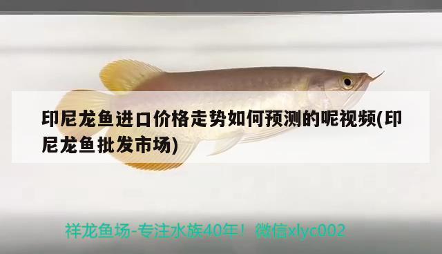 印尼龍魚(yú)進(jìn)口價(jià)格走勢(shì)如何預(yù)測(cè)的呢視頻(印尼龍魚(yú)批發(fā)市場(chǎng)) 龍魚(yú)批發(fā)