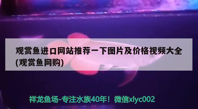 觀賞魚進(jìn)口網(wǎng)站推薦一下圖片及價格視頻大全(觀賞魚網(wǎng)購)