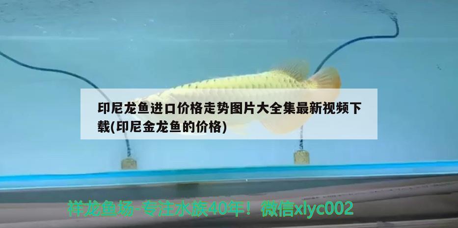 印尼龍魚進(jìn)口價格走勢圖片大全集最新視頻下載(印尼金龍魚的價格) 觀賞魚進(jìn)出口