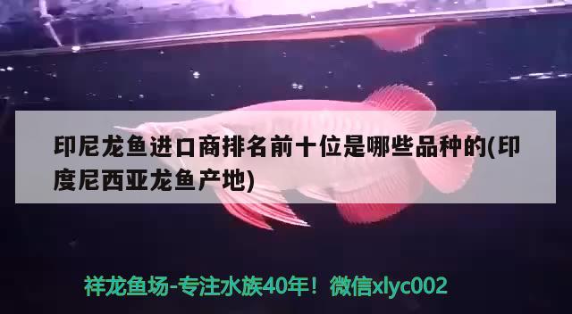 印尼龍魚(yú)進(jìn)口商排名前十位是哪些品種的(印度尼西亞龍魚(yú)產(chǎn)地)