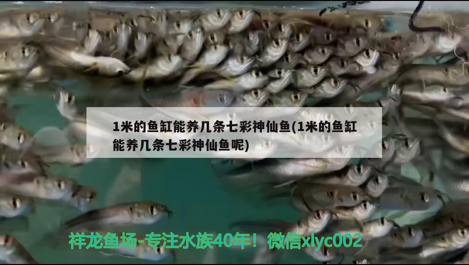 1米的魚(yú)缸能養(yǎng)幾條七彩神仙魚(yú)(1米的魚(yú)缸能養(yǎng)幾條七彩神仙魚(yú)呢) 七彩神仙魚(yú)